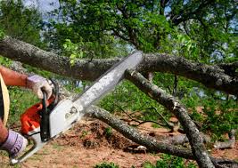 How Our Tree Care Process Works  in Naranja, FL